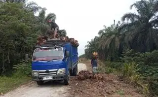 Solar Langka, Operasional Angkutan Sawit Terimbas
