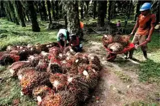 Akhir Tahun yang Manis, Harga TBS Sawit Sumsel Naik Rp 100,19 di Periode II Desember 2024