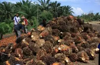 Bengkulu Menyodok ke Peringkat Pertama Harga TBS Sawit se-Indonesia