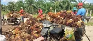 Periode II Januari 2025, Harga TBS Sawit di Babel Anjlok Cukup Parah