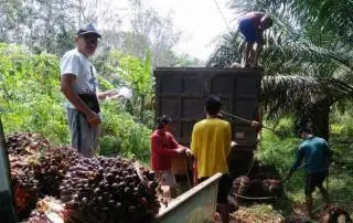 Joss..., Harga TBS Sawit di Babel Naik Jadi Rp 3.264/Kg