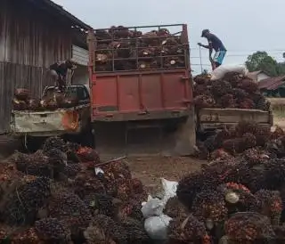Kabar Bagus Jelang Ramadhan, Harga TBS Sawit Plasma di Riau Naik