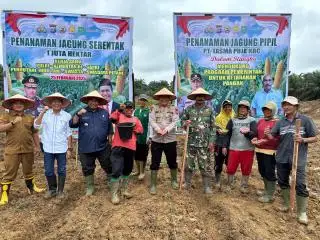 Penanaman Jagung Pipil di Lahan Sawit di Inhu Berlanjut