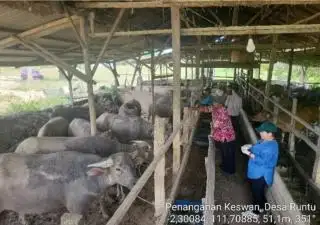 Dukung Integrasi Kerbau dan Sawit, Distan Kobar Cek Kesehatan Ternak