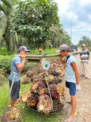 Sumbar Duduki Harga TBS Sawit Tertinggi di Indonesia
