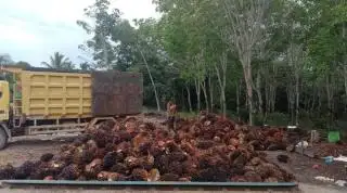 Waduh, Harga TBS Sawit di Sumut Turun Lagi