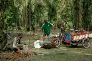 Turun Tipis, tapi Harga TBS Sawit di Sumbar Masih Mentereng