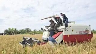 Usai Panen Perdana, Langsung Digelar Tanam Padi Gogo Tumpang Sari di Pemangkat