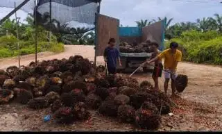 Tak Hanya Plasma, Harga Kelapa Sawit Mitra Swadaya di Riau Juga Turun Pekan Ini