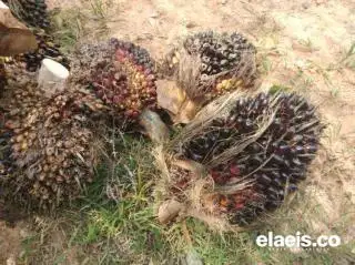 Narasi 'Siak Tidak Baik-Baik Saja' Bikin Petani Sawit Heran, soalnya Harga TBS Stabil Rp3.000-an