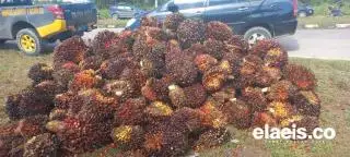 Oalah! Harga TBS Plasma Riau Turun Lagi Jadi Rp3.616,88/kg