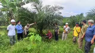 Dana PSR Naik, Petani Sawit di Paser Terkendala Legalitas Lahan