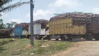 Menyoal Timbangan PKS Kertajaya, Petani Plasma Memilih Netral