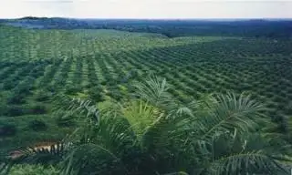 Sawit Didorong Gantikan Batu Bara Topang Perekonomian Kaltim