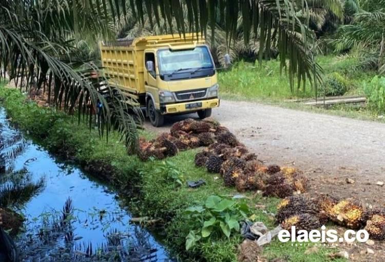 Harga Sawit Swadaya di Sumut Cenderung Stabil Minggu Ini