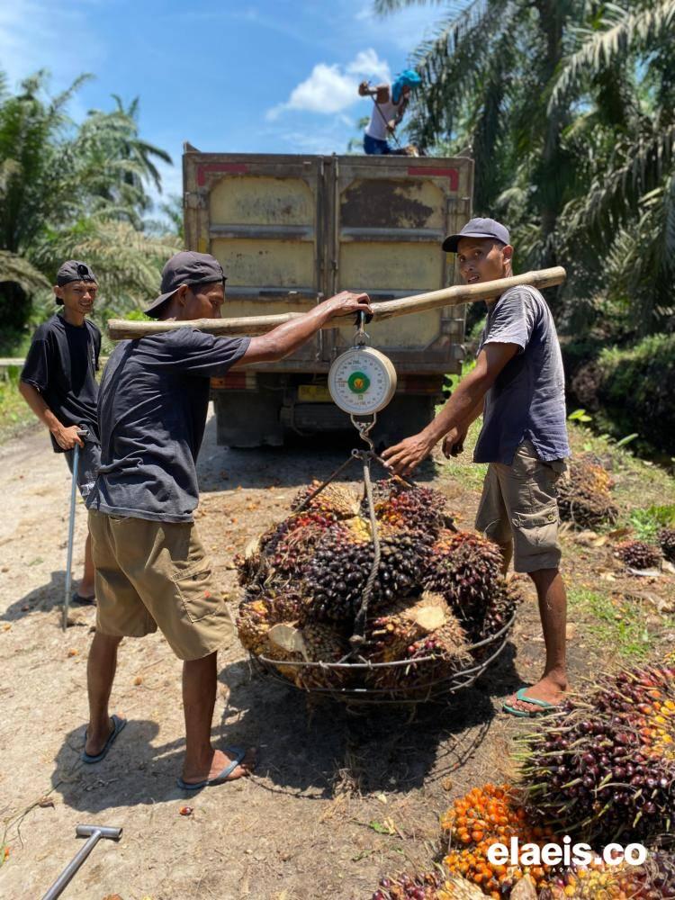 Harga Sawit Sumut Stabil Periode Ini