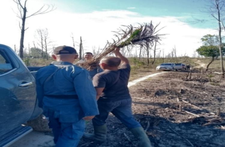 Nekat, Pria Berusia 51 Tahan Tertangkap Tangan Tanam Sawit di Lahan Bekas Terbakar di Tahura SSK