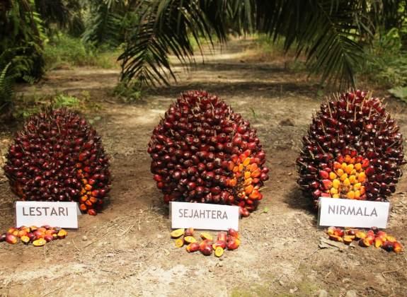 10 Rahasia Petani Sawit Raih TBS 35 Ton dengan Rendemen 26 Persen, Cek Caranya!