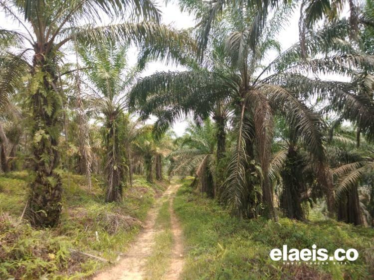 Honduras Jadi Hub Amerika, Sawit dan Suku Cadang RI Siap Bersaing