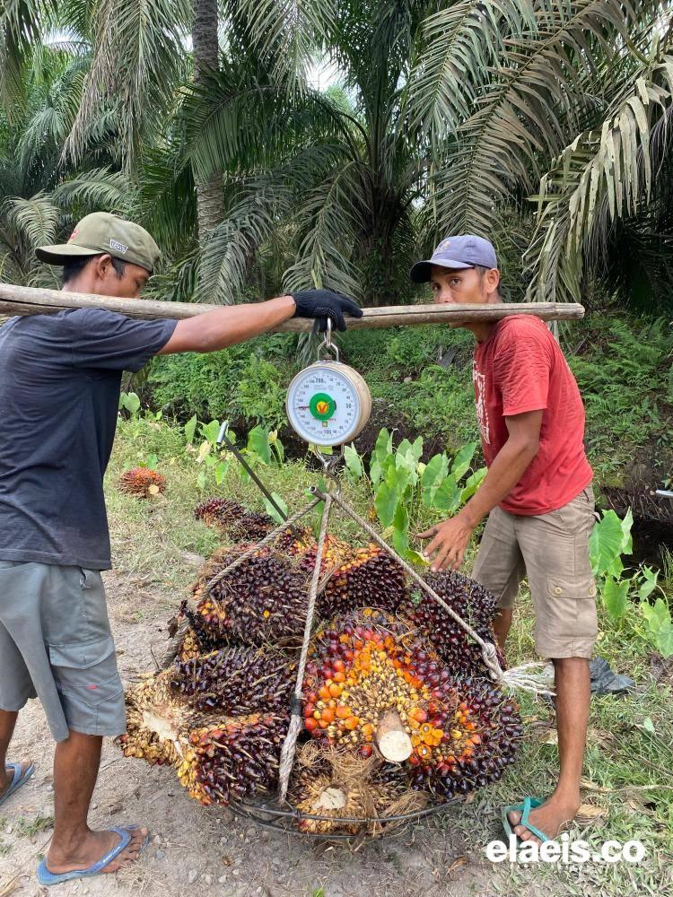 Sawit Sumut Dibeli Rp3.665.17/kg