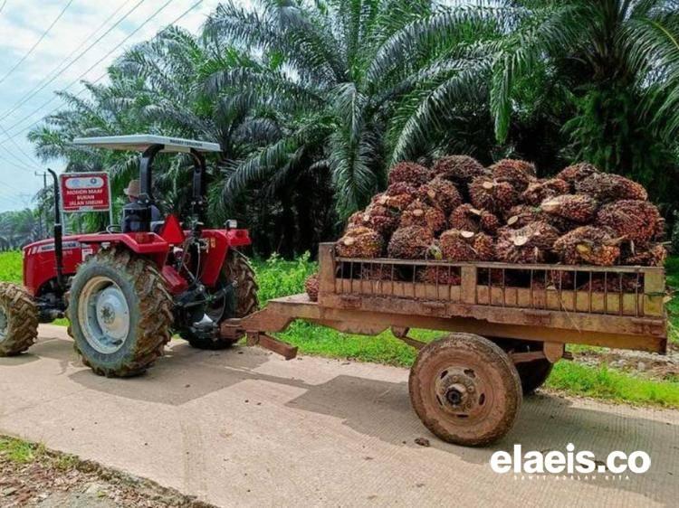 Harga CPO Pulih, Investor Bisa Bernapas, Ini Analisisnya