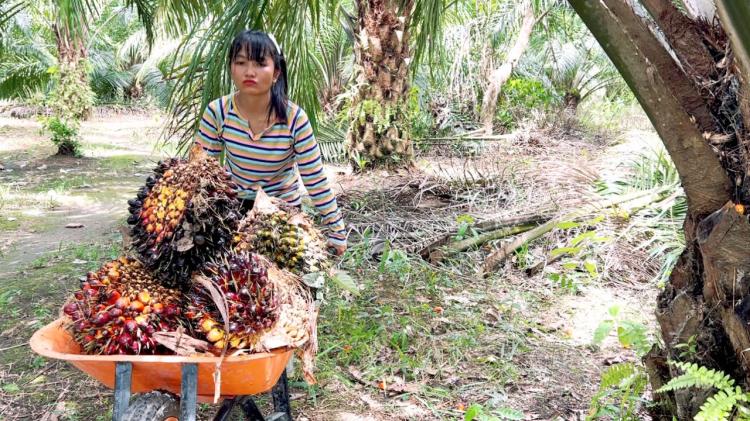 Terungkap! Ribuan Istri Pemanen Jadi 'Buruh Ilegal' di Kebun Sawit Besar, Contohnya di PT Lonsum