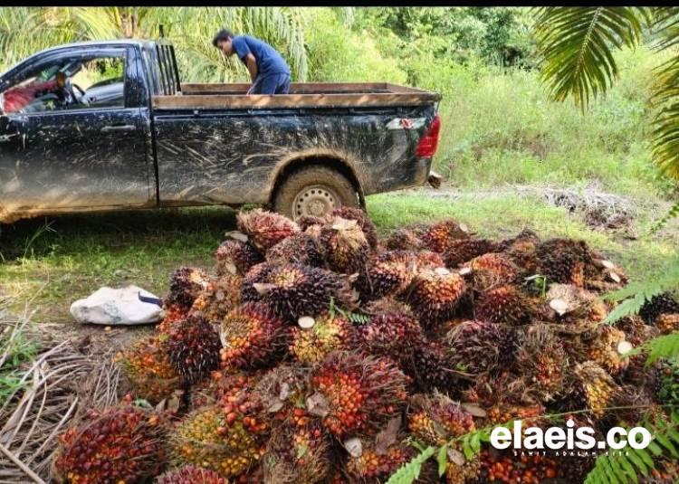 Harga Sawit Kalbar Dibeli Rp3.180.15/kg