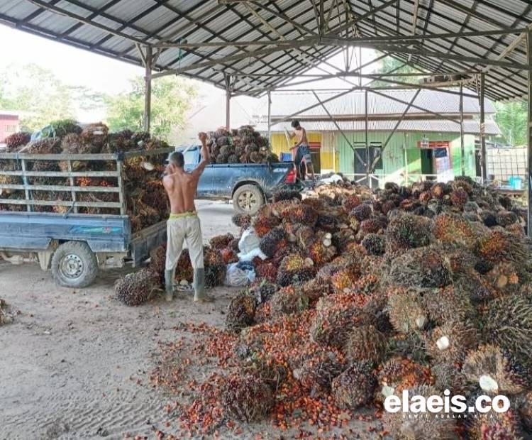 Turun Tipis, Harga Sawit Plasma Sumut Rp3.564.91/kg