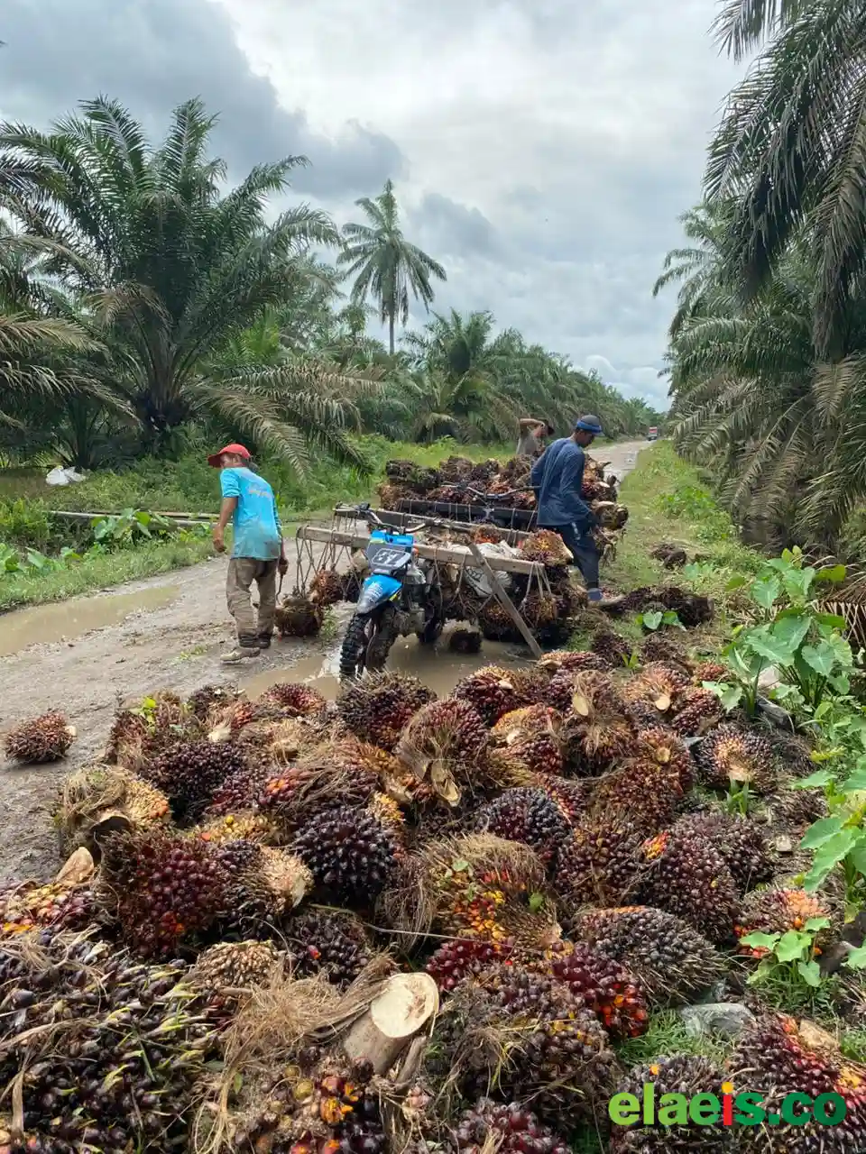 Harga Cenderung Tinggi, Petani Malah Tidak Tenang