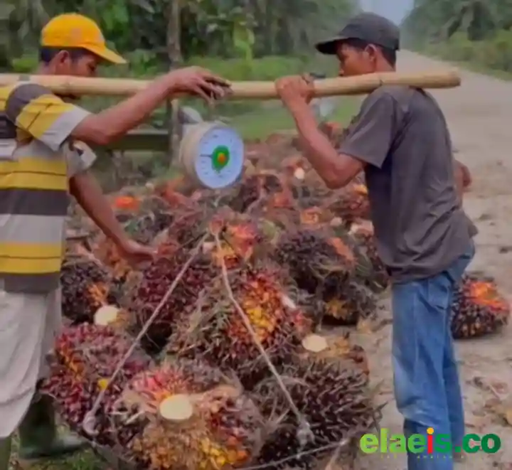 Turun Lagi, Kelapa Sawit Mitra Plasma Riau Dibeli Rp3.906,24/kg