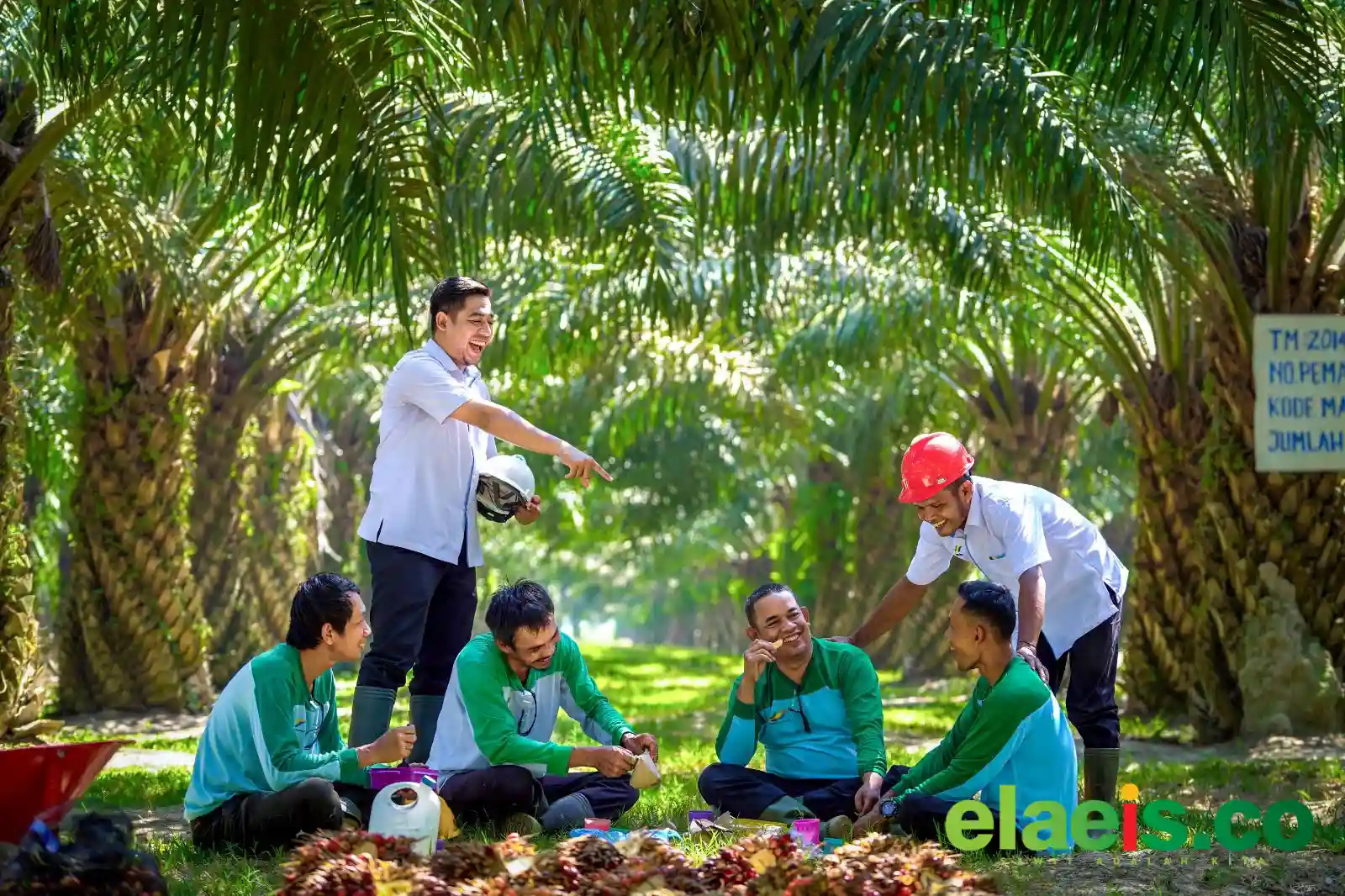 PalmCo Serap 70 Ribu Tenaga Kerja, Bidik Peluang Baru dari Hilirisasi Sawit