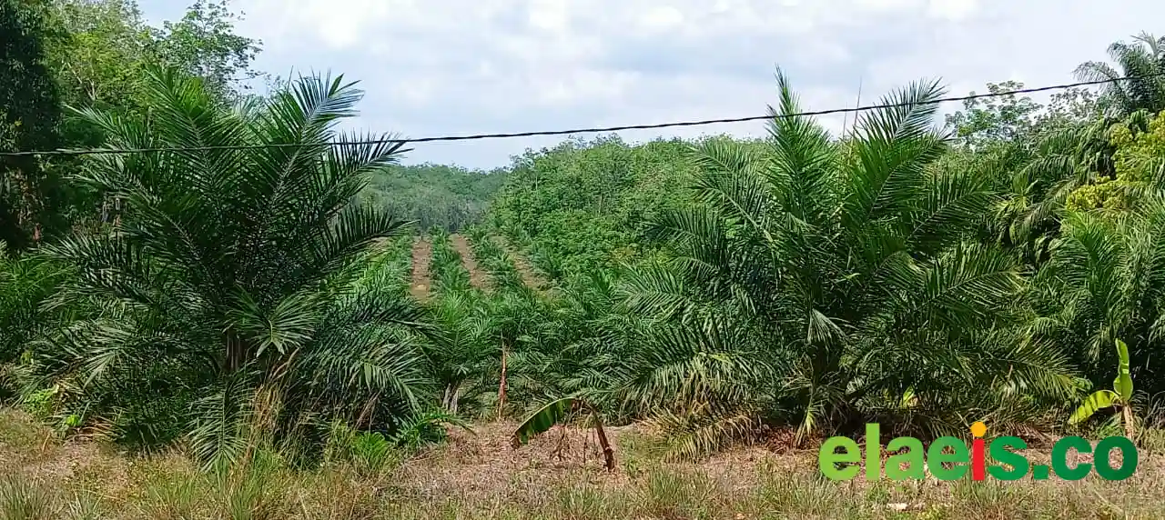 Potensi Lahan Masih Luas, Tapi Baru 9 Perusahaan Gabung Gapki di Papua