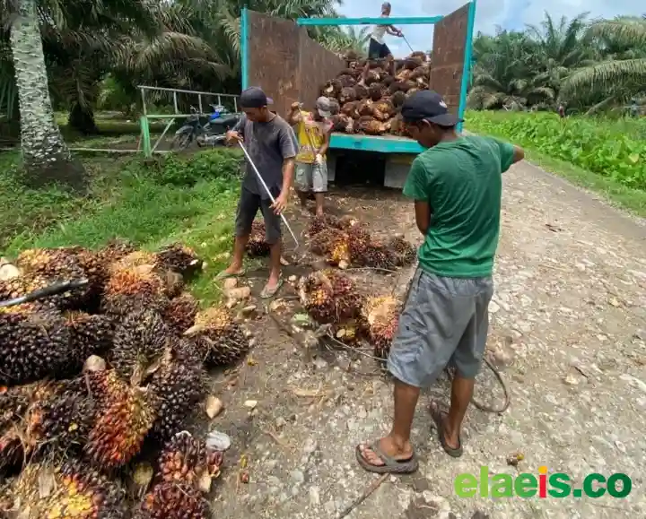 Petani Dijajah PKS, Pemprov Sulsel Dinilai Tutup Mata