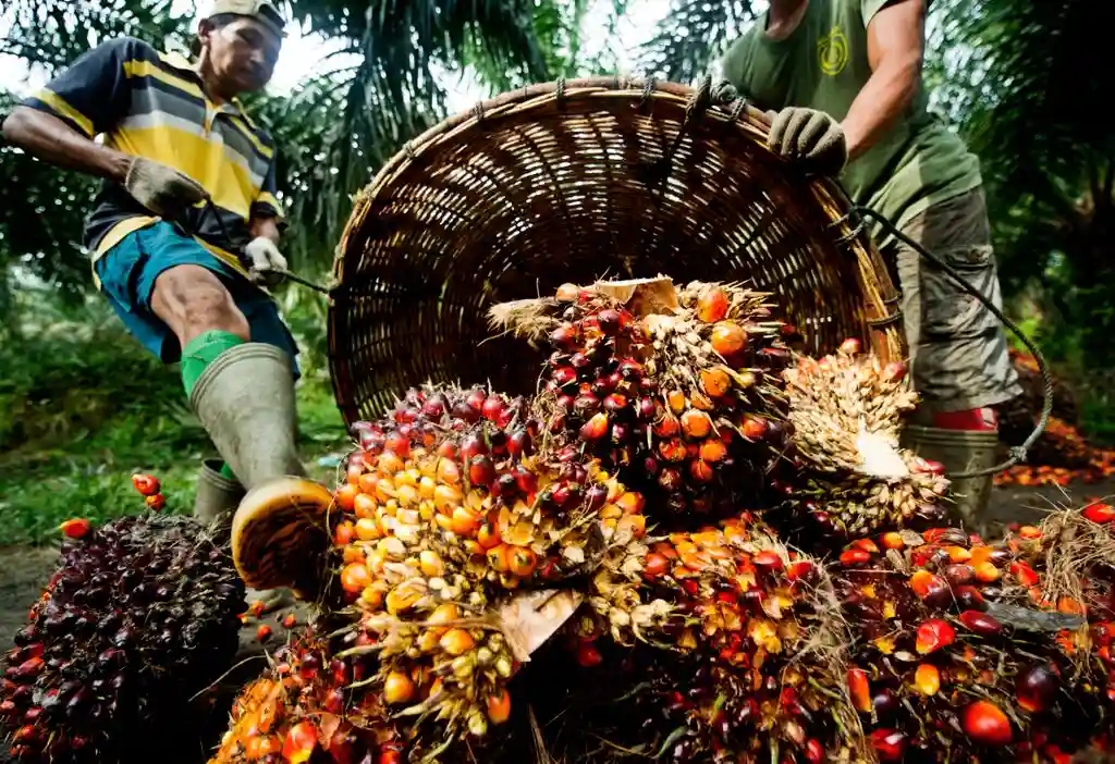 Ini Tanda Bibit Sawit Abnormal yang Sering Diabaikan Petani