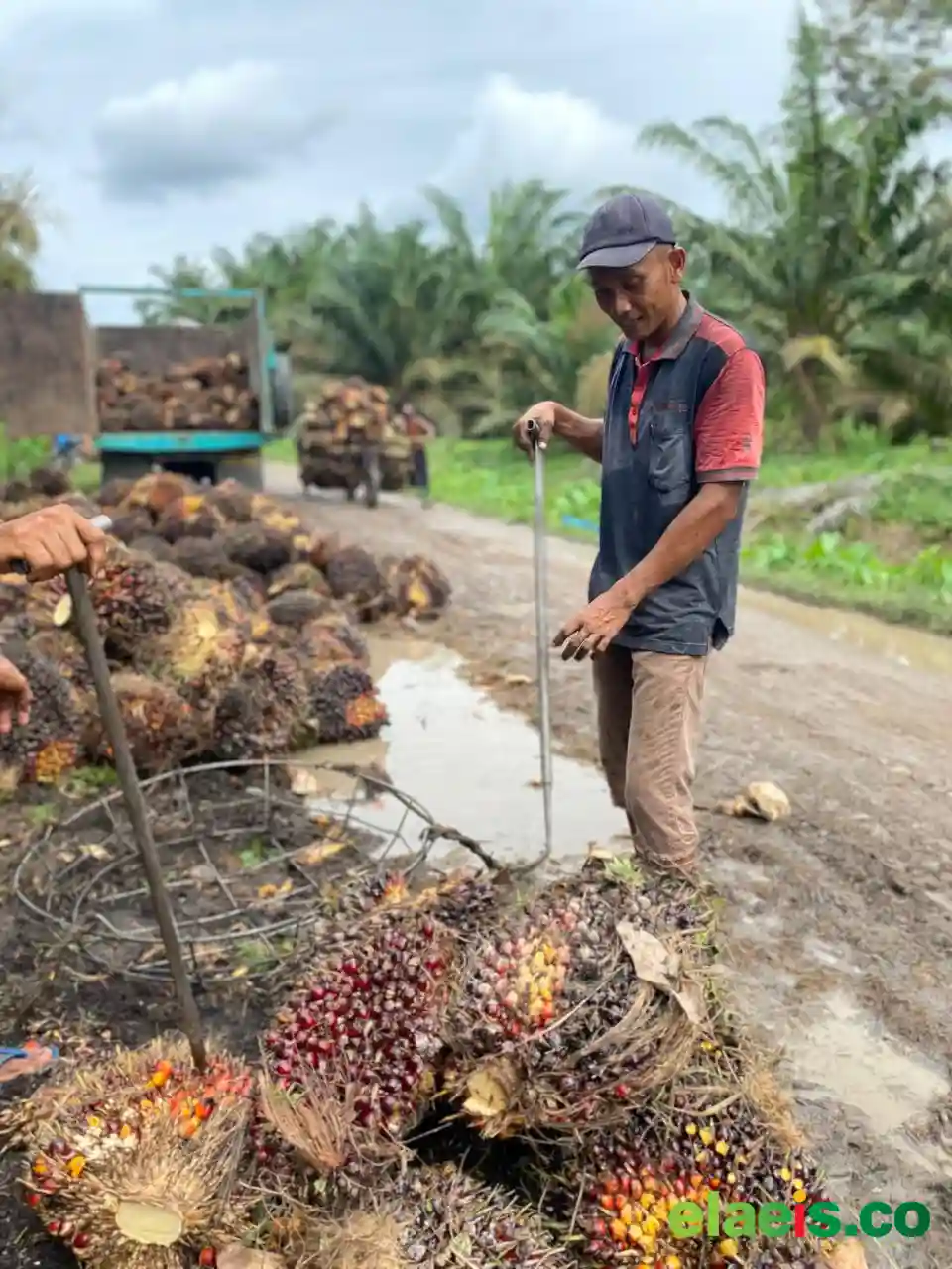 Indeks K Rendah Pemprov Kaltim Akan Sowan Ke Perusahaan Sawit