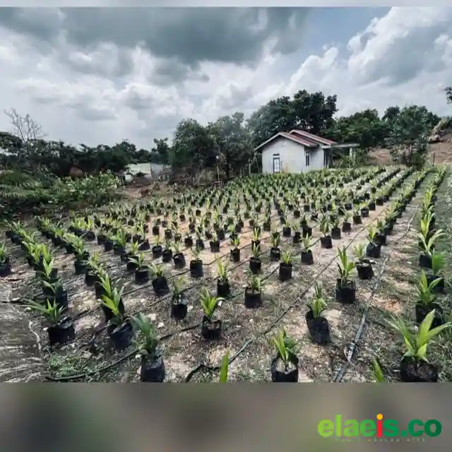 Pendaftaran Beasiswa Sawit Dibuka, Ini Langkah Apkasindo Kalbar