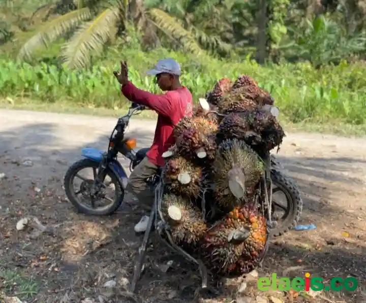 Jarak dan Perbedaan Harga Buat Petani Aceh Tamiang Jual Sawit ke Sumut