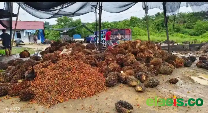 CPO Naik, Harga TBS Petani Justru Turun