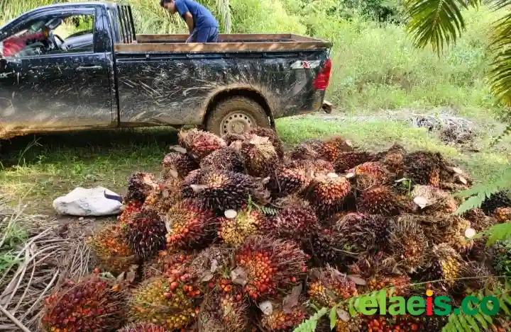 Turun Lagi, Harga Sawit Plasma Riau Dibeli Rp3.768,52/kg Periode Ini