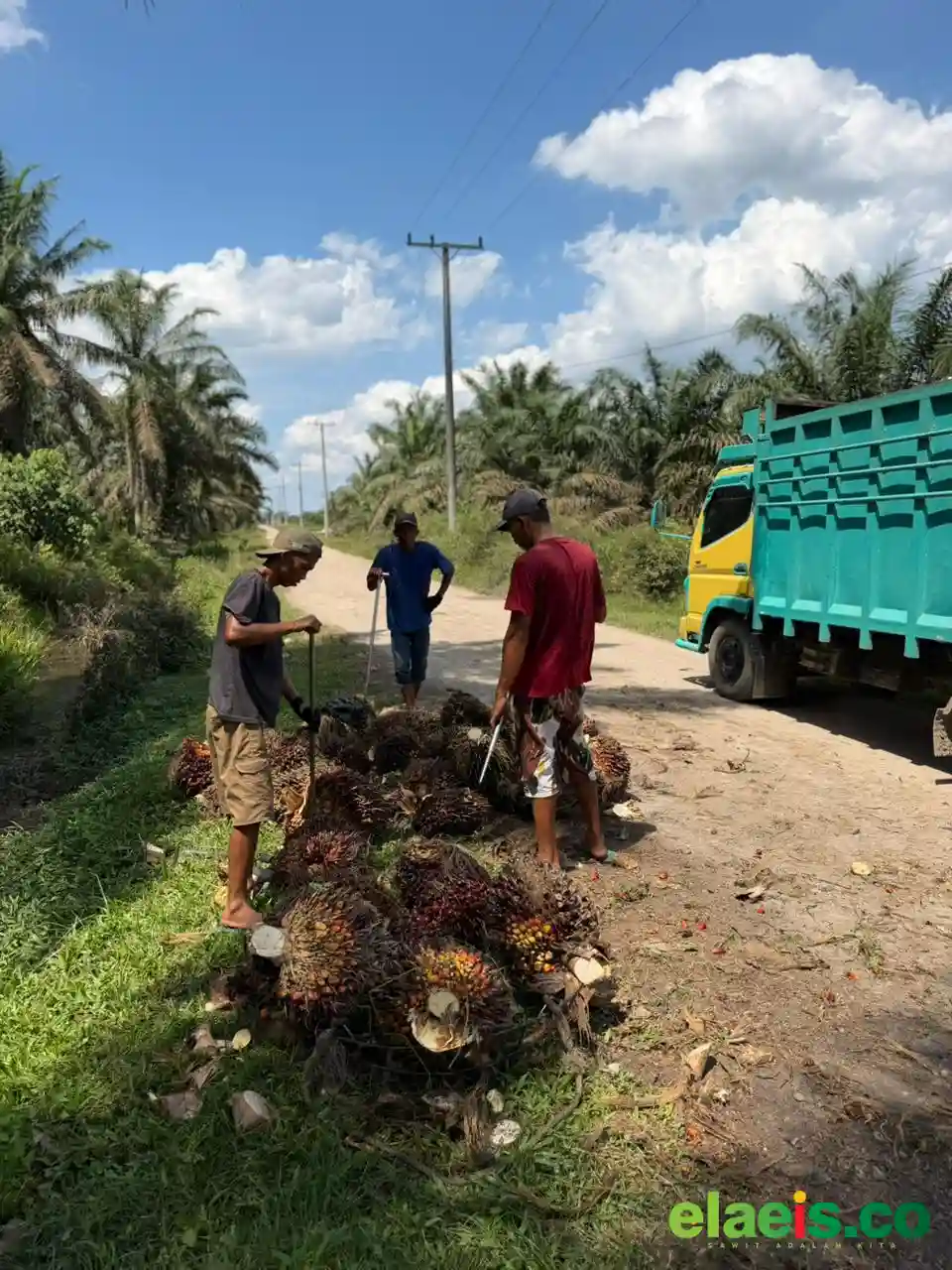 Meroket Lagi, Sawit Plasma Sumut Kembali Sentuh Rp3.720,09/kg