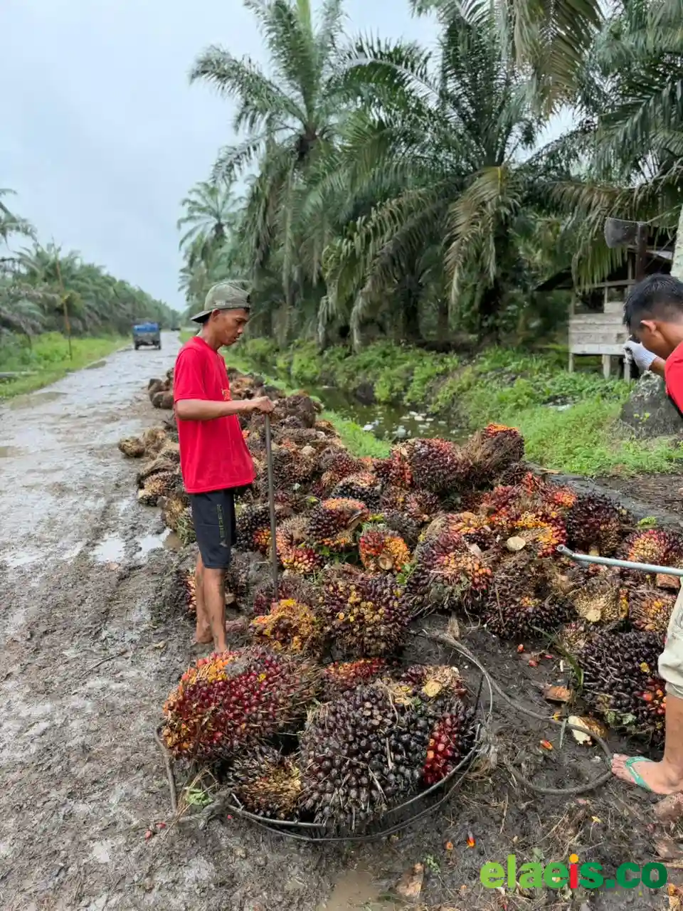 Merangkak Naik, Harga Sawit Plasma Riau Rp3.831,76/Kg
