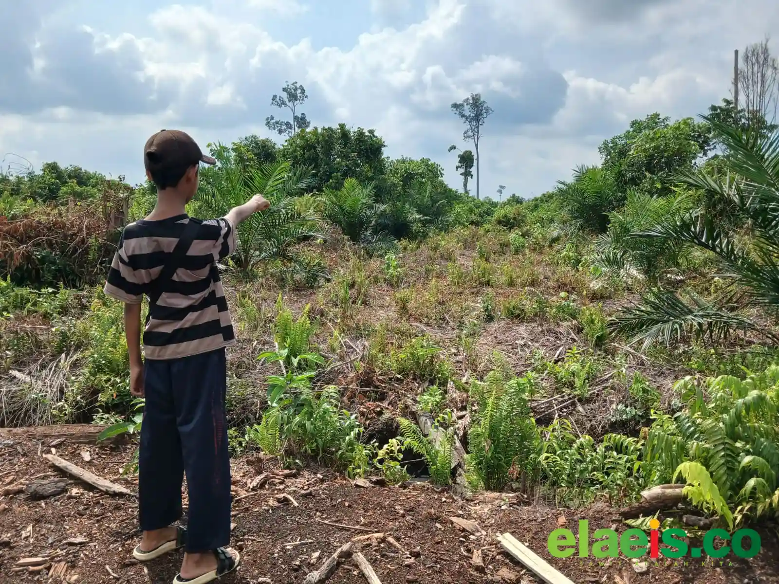 Lahan yang Ditanami Sawit Kena Jarah 'Bang Jago', Warga Temusai Siak Berontak, Bakal Tempuh Jalur Hukum