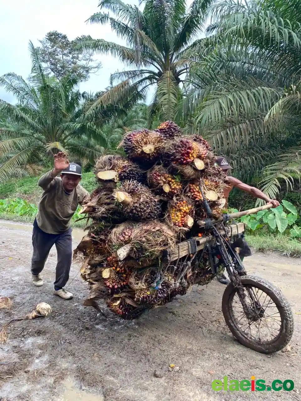 Harusnya Pemprov Sumut Terapkan Harga Toleransi Untuk Harga Sawit