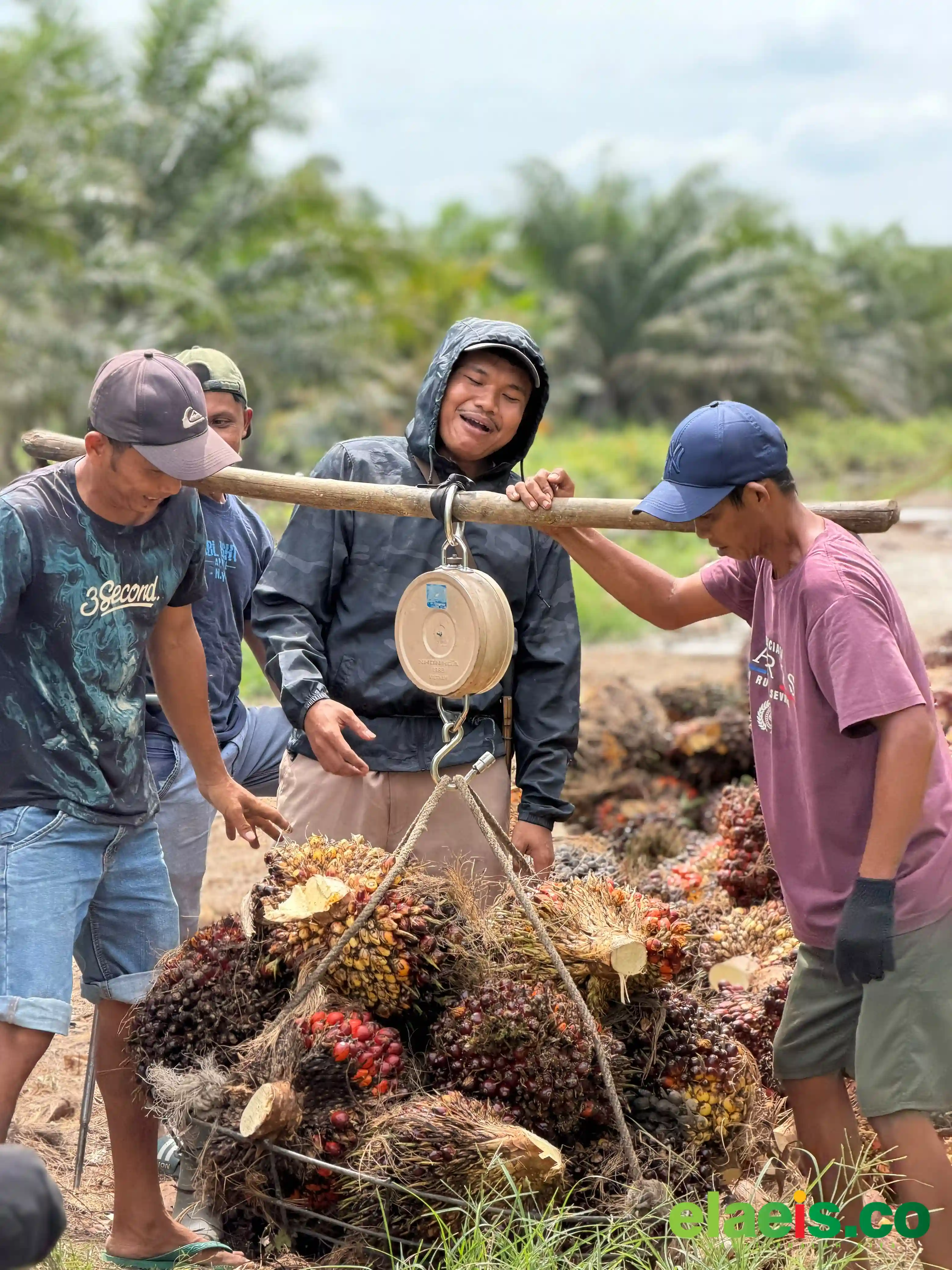 Turun Tipis, Sawit Plasma Sumut Dibeli Rp3.962,27/kg