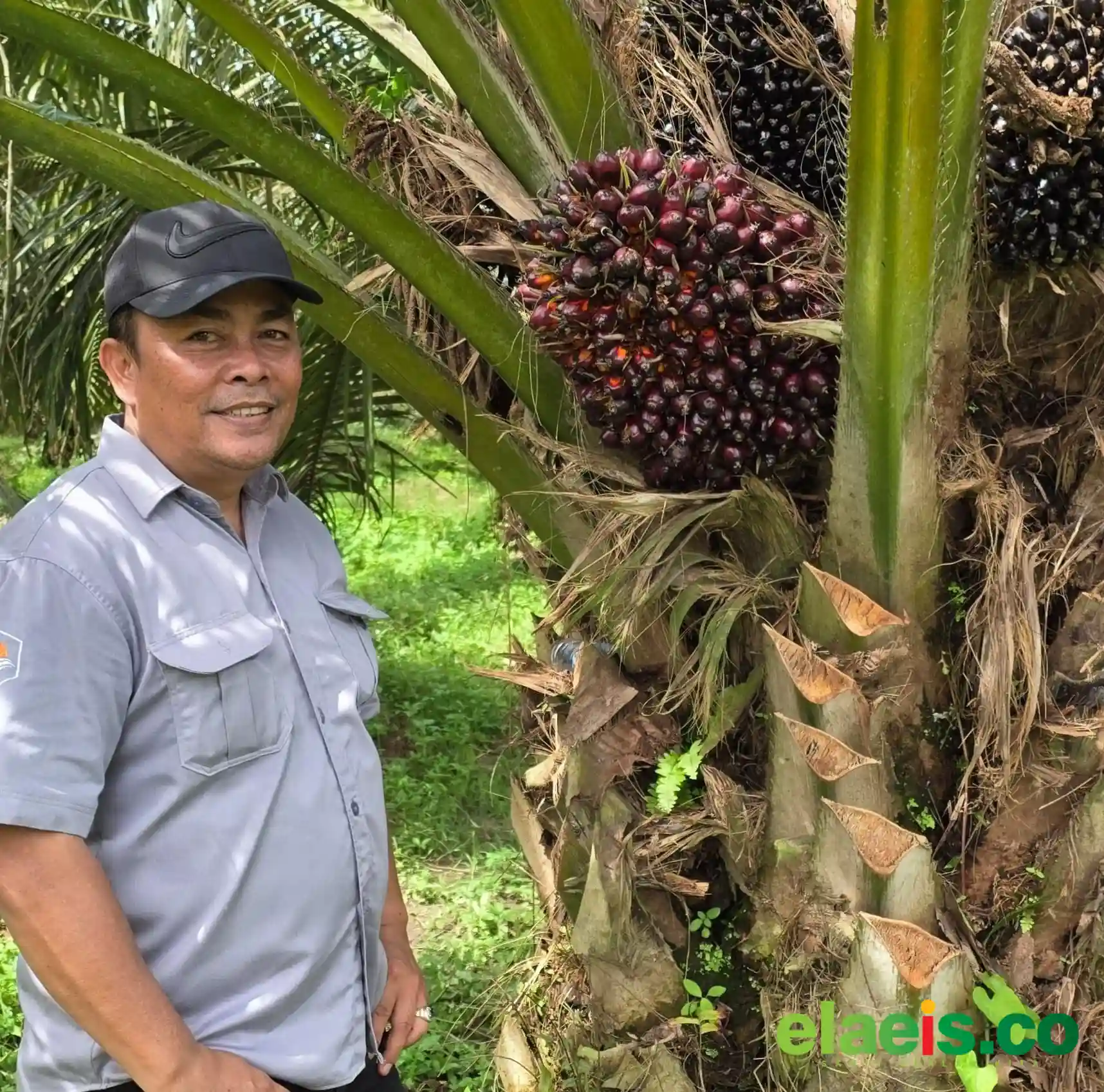 Suara Dari Kebun: Harapan Petani Sawit di HUT RI ke-81