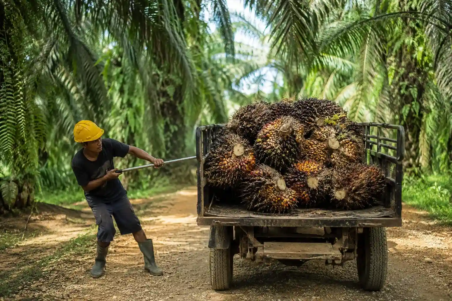 CPO Tembus Level Tertinggi 20 Bulan, Petani Sawit Bisa Cuan?