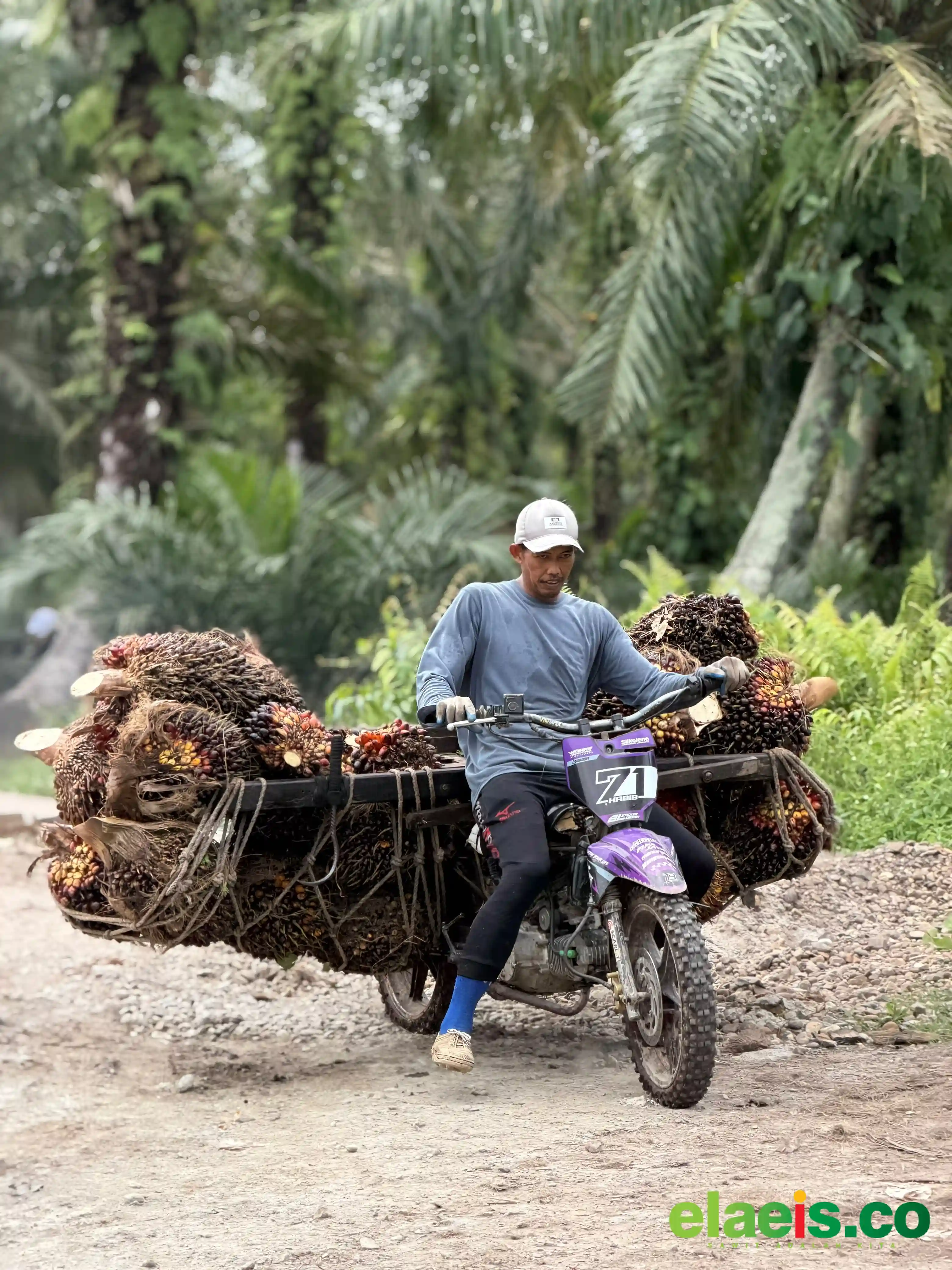 Beda Dengan Plasma, Harga Sawit Swadaya Riau Naik Tipis Periode Ini