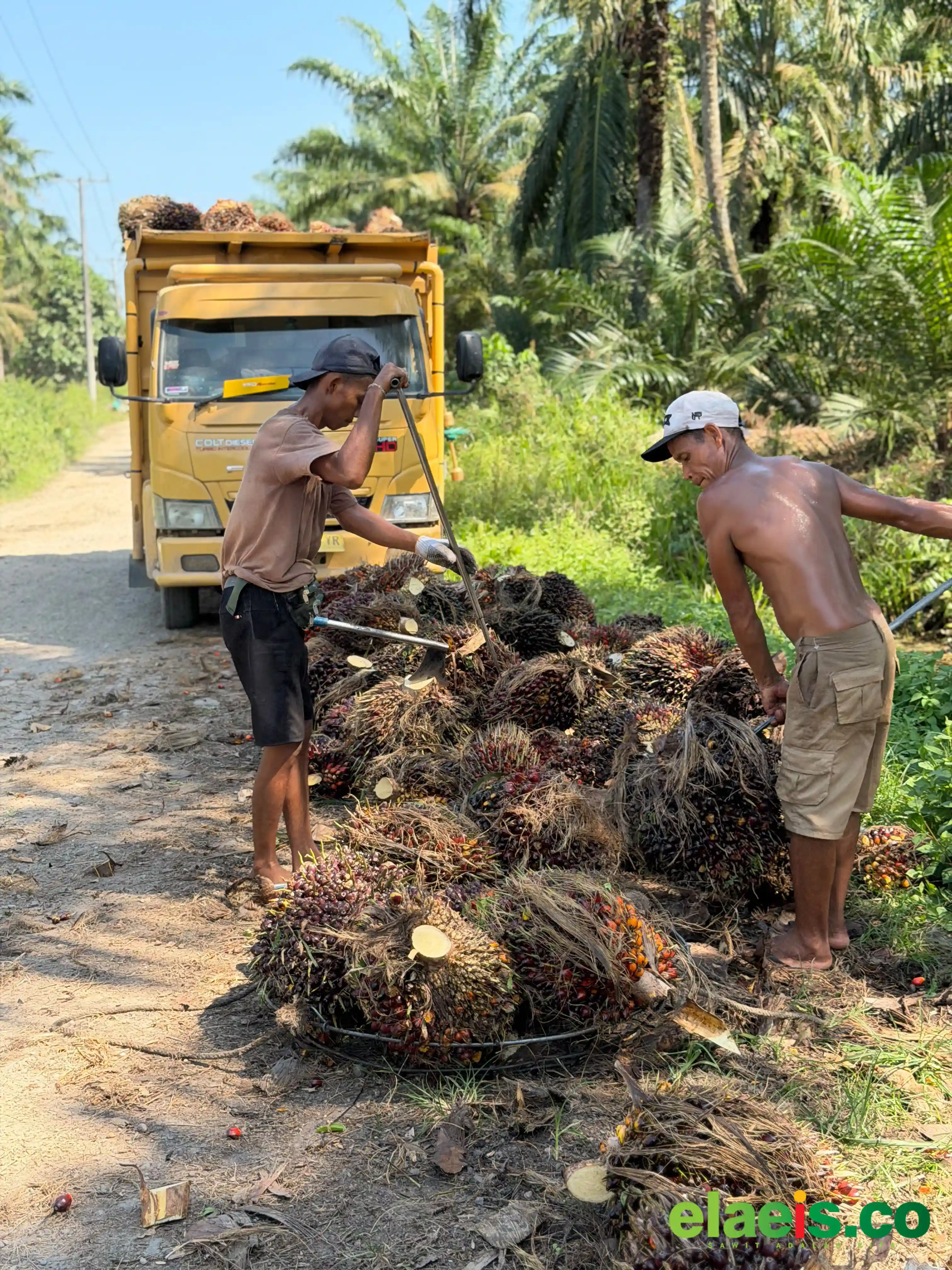 Naik Lumayan Besar, Sawit Plasma Riau Dibeli Rp3.994,10/kg