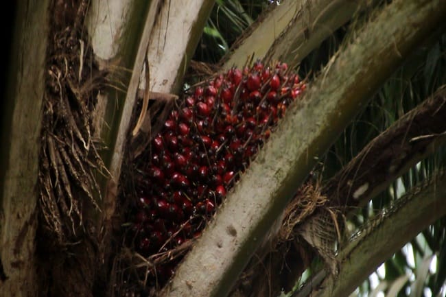 Gubernur Minta Hasil, Petani Menyentil