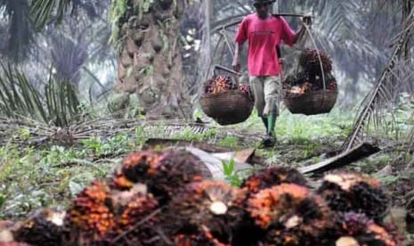 Harga Sawit di Riau Naik Lagi, Kini Jadi Rp2.241